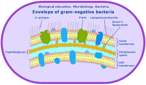 Endotoxins Definition & Examples