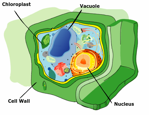 Plasmodesmata Definition & Function Biology Class