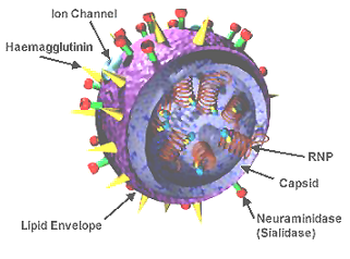 Influenza Virus: Structure and Function | Study.com