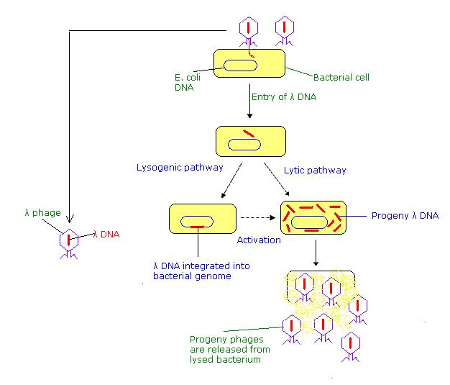 Lytic Cycle Diagram 5 Steps