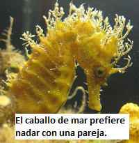 Ocean Animals in Spanish | Study.com