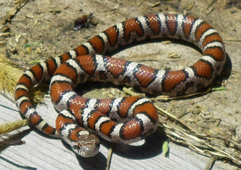 Milk Snake Facts: Lesson For Kids | Study.com