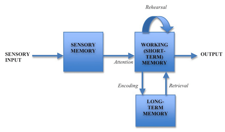 Atkinson-Shiffrin Modal Model of Memory | Overview & Criticisms