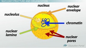 Nucleus vs. Nucleolus | Function, Structure & Anatomy - Lesson | Study.com
