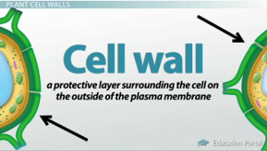 Plant Cell Structures The Cell Wall And Central Vacuole Video