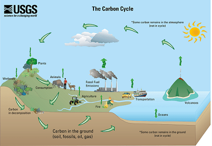 Explaining the Carbon Cycle by Analyzing Models Practice | Biology