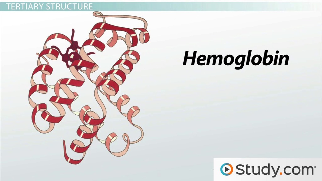 Four Structures of Proteins Overview & Configurations Video