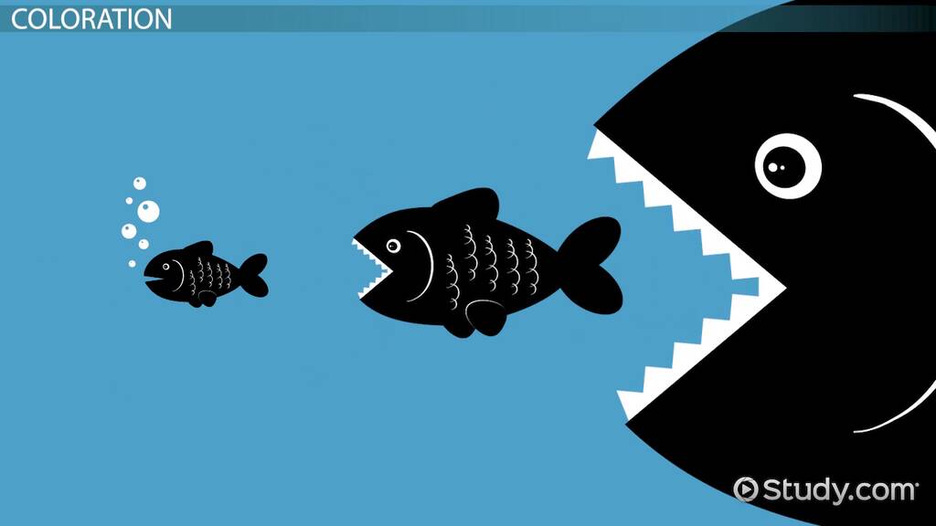 Fish Adaptations Lesson for Kids Lesson