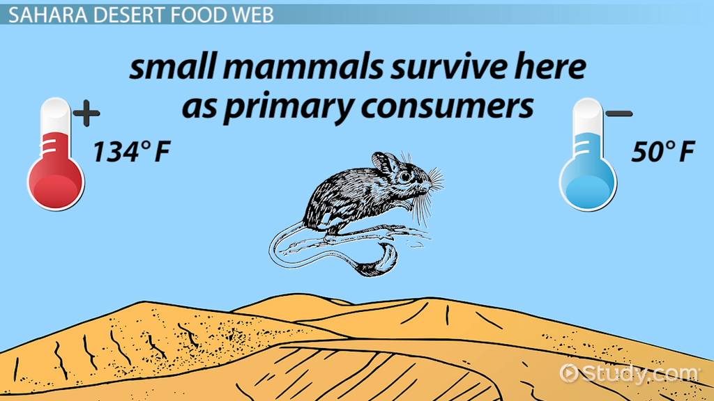The Food Web of the Sahara Desert Video & Lesson Transcript