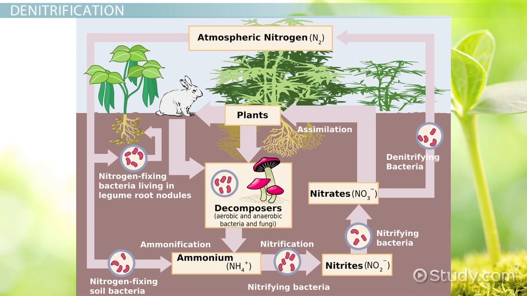 Denitrification Definition & Explanation Video & Lesson
