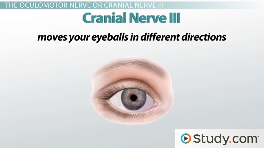 The Sense of Sight Motion, Nerves and Eye Movements Lesson