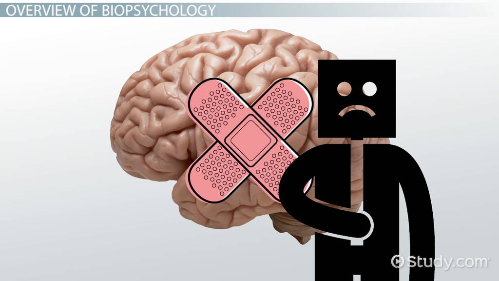 What is Biopsychology? Definition & Basics Video & Lesson