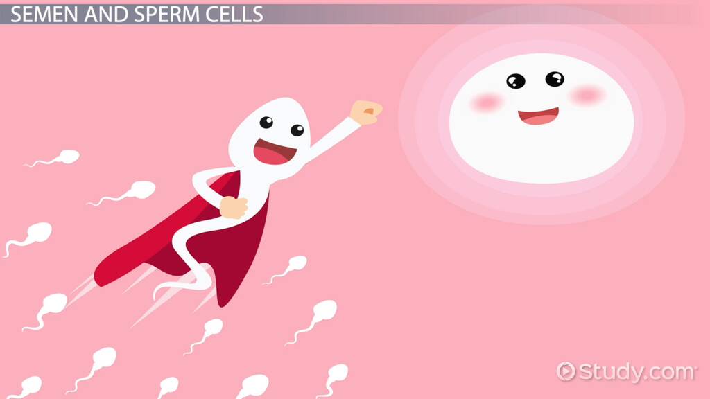 Semen Definition, Composition & Production Lesson