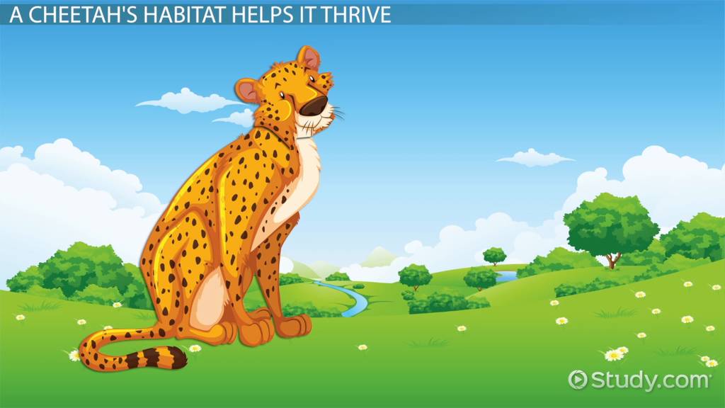 Habitat of a Cheetah Lesson for Kids Lesson