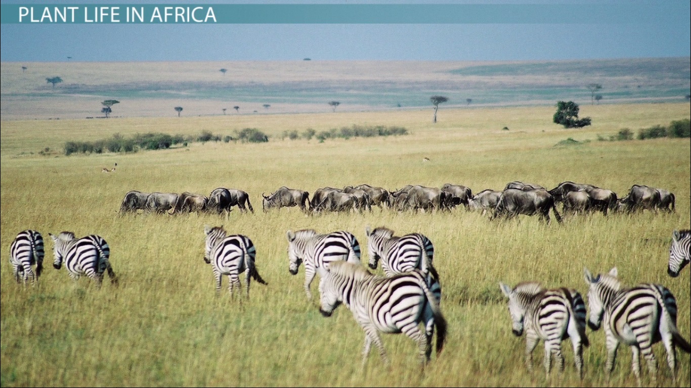 Distribution of Plants & Animals in Africa & the Middle East Lesson