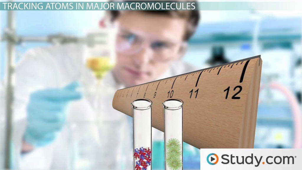 How Radioactive Isotopes Track Biological Molecules Lesson