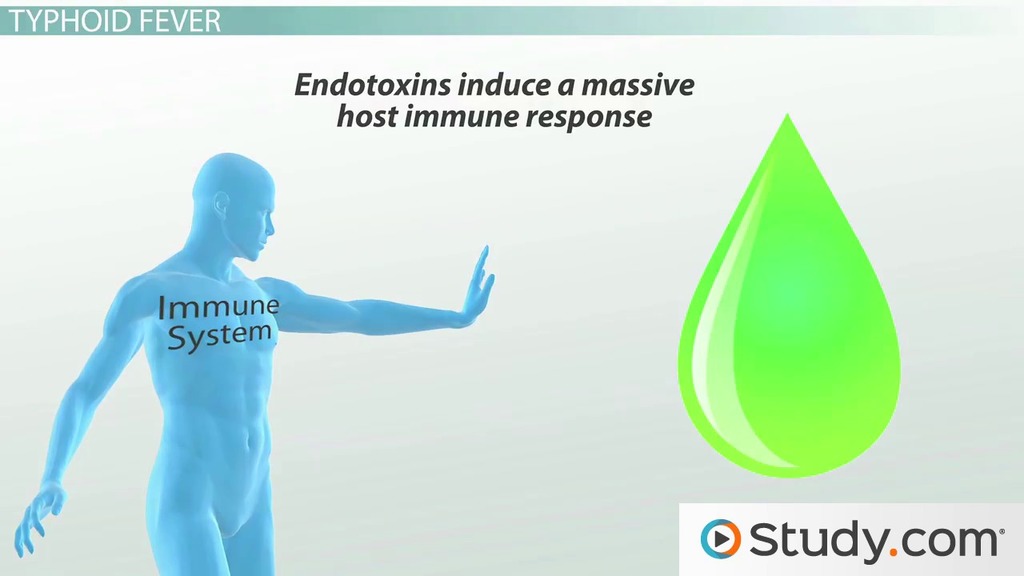 Typhoid Fever Symptoms, Causes and Salmonella Typhi Lesson