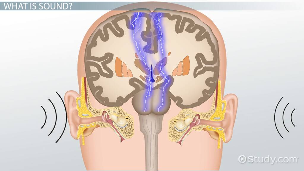 Sound | Definition, Measurement & Examples - Lesson | Study.com