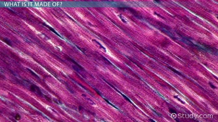 Dense Regular Connective Tissue Location & Function Video & Lesson