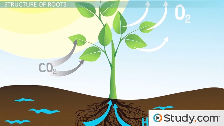 ️ How is water absorbed by roots. Absorption of Water in Plants (With
