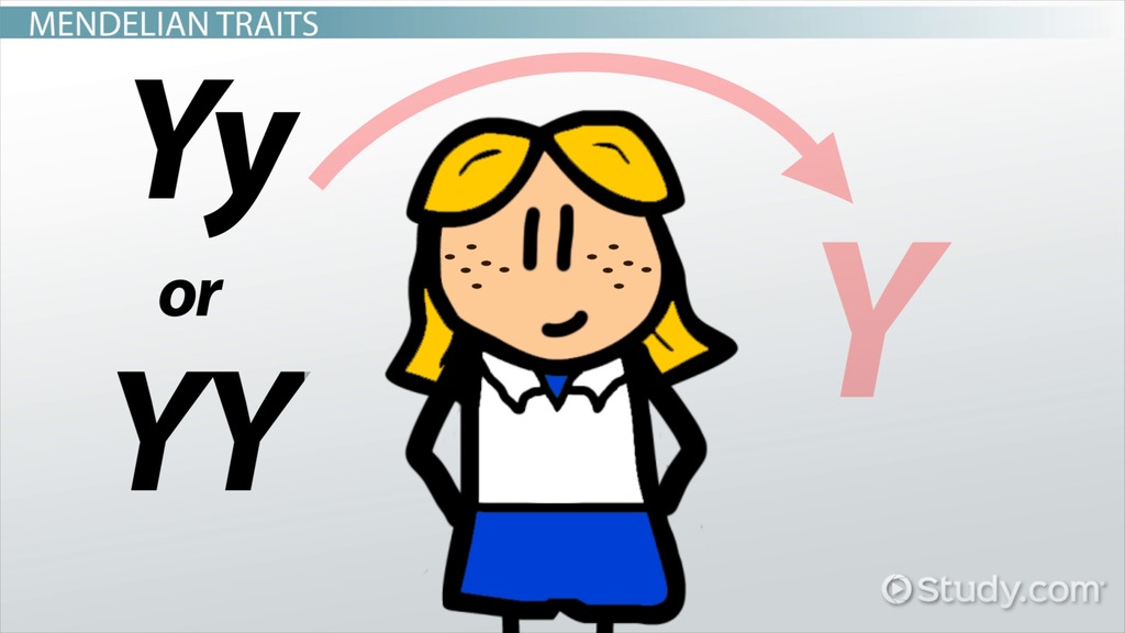 Mendelian Traits & Examples | What Is A Mendelian Trait? - Video & Lesson Transcript | Study.com
