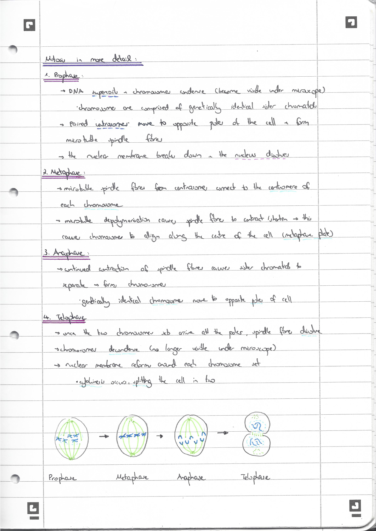 Biology STUDYBITES IB REVISION