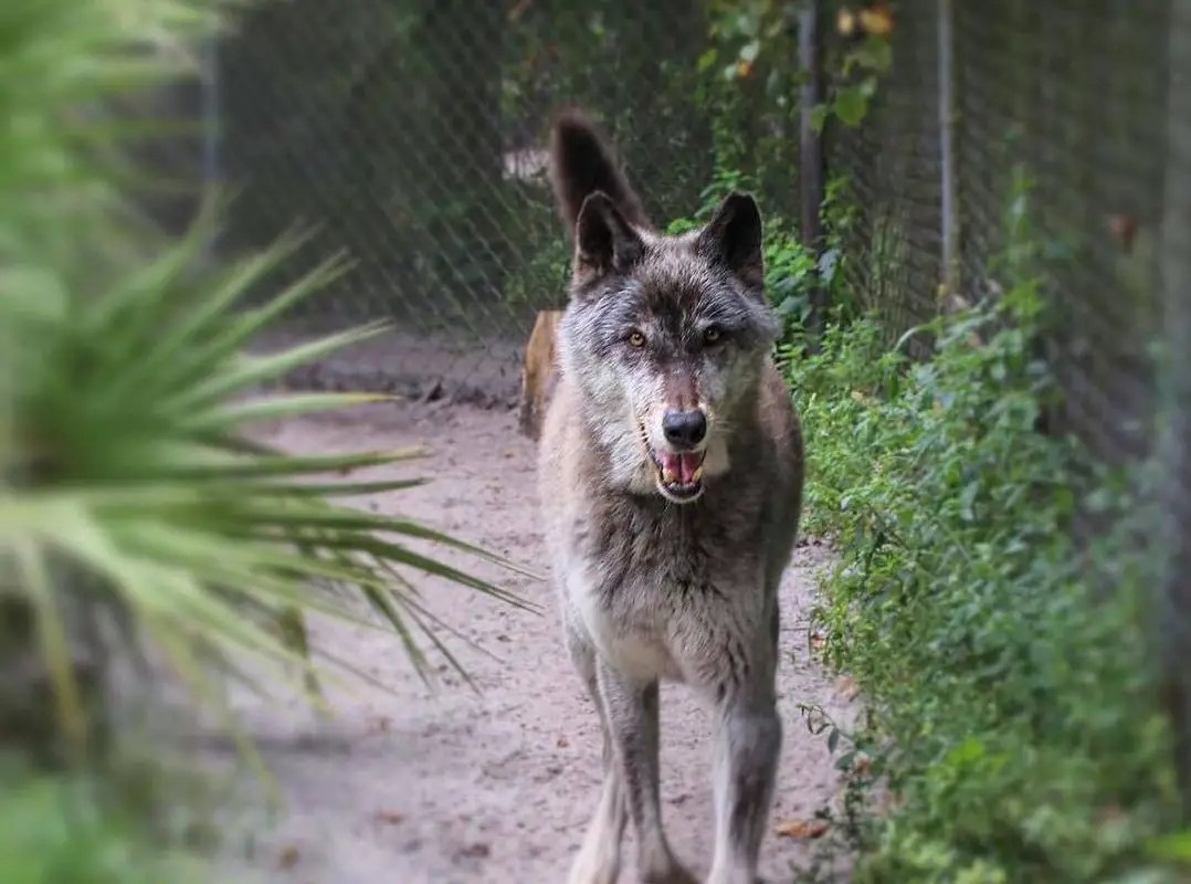 Are Wolfdogs Legal In Florida