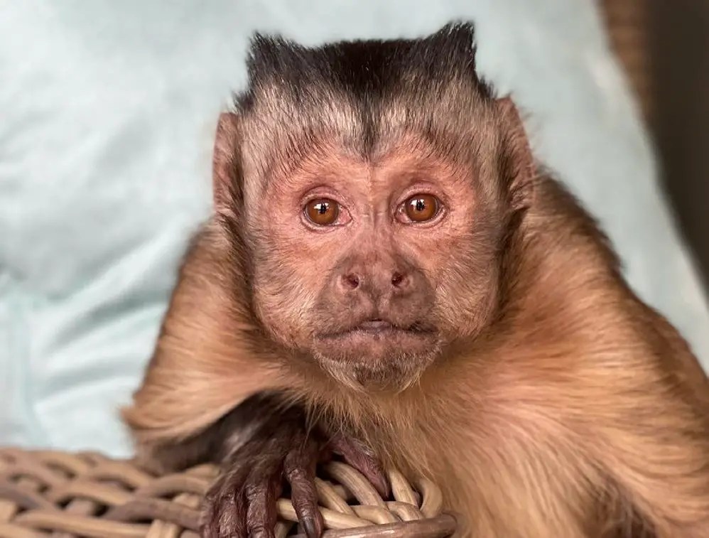 TikTok Says Farewell to Viral Primate Sensation Boy'(03)