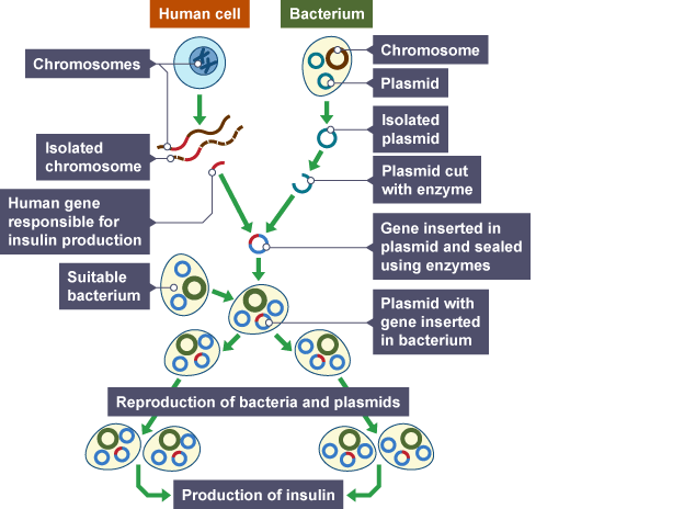 Genetic Engineering Insulin