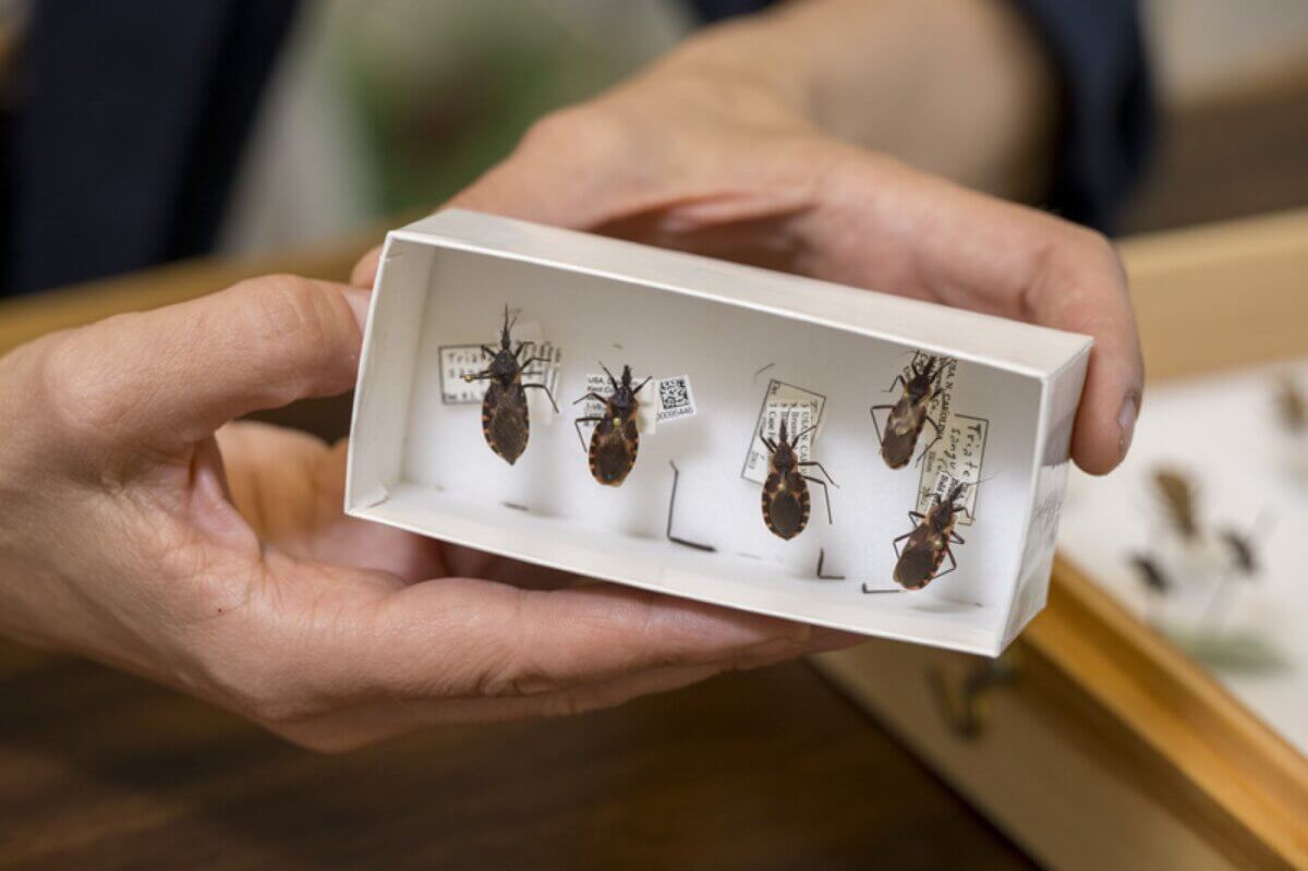First Live Kissing Bug in Europe Turns Up in Five-Star Lisbon Hotel Bed