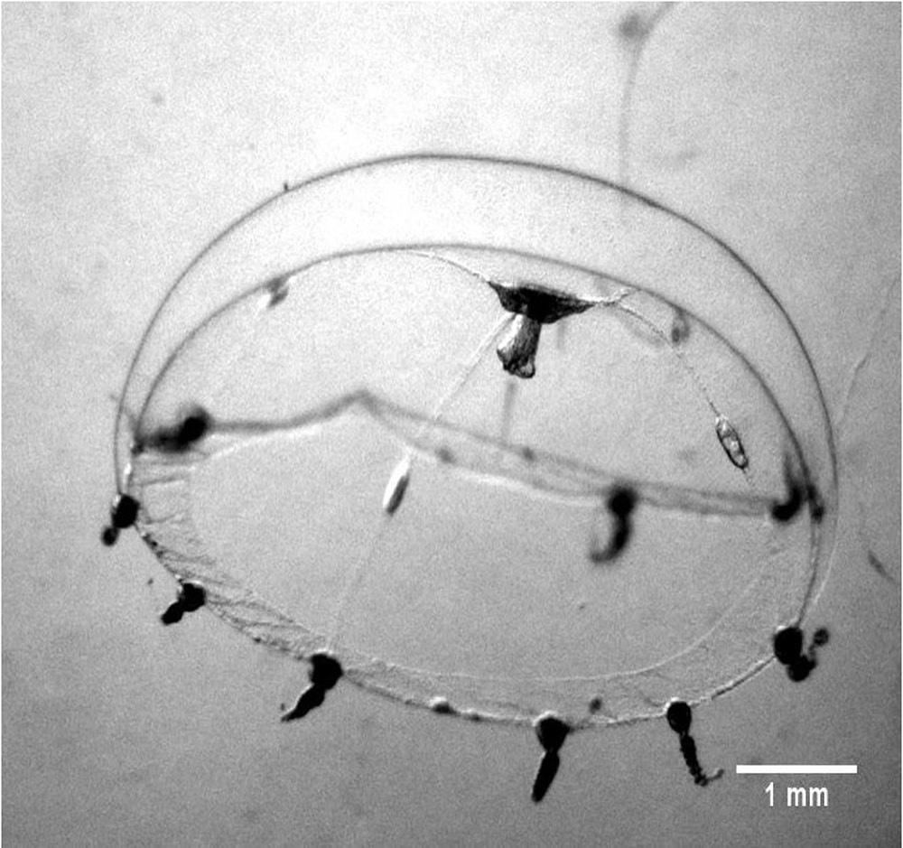 Scientists Just Figured Out Why Jellyfish Wounds Heal In Minutes With No Scar