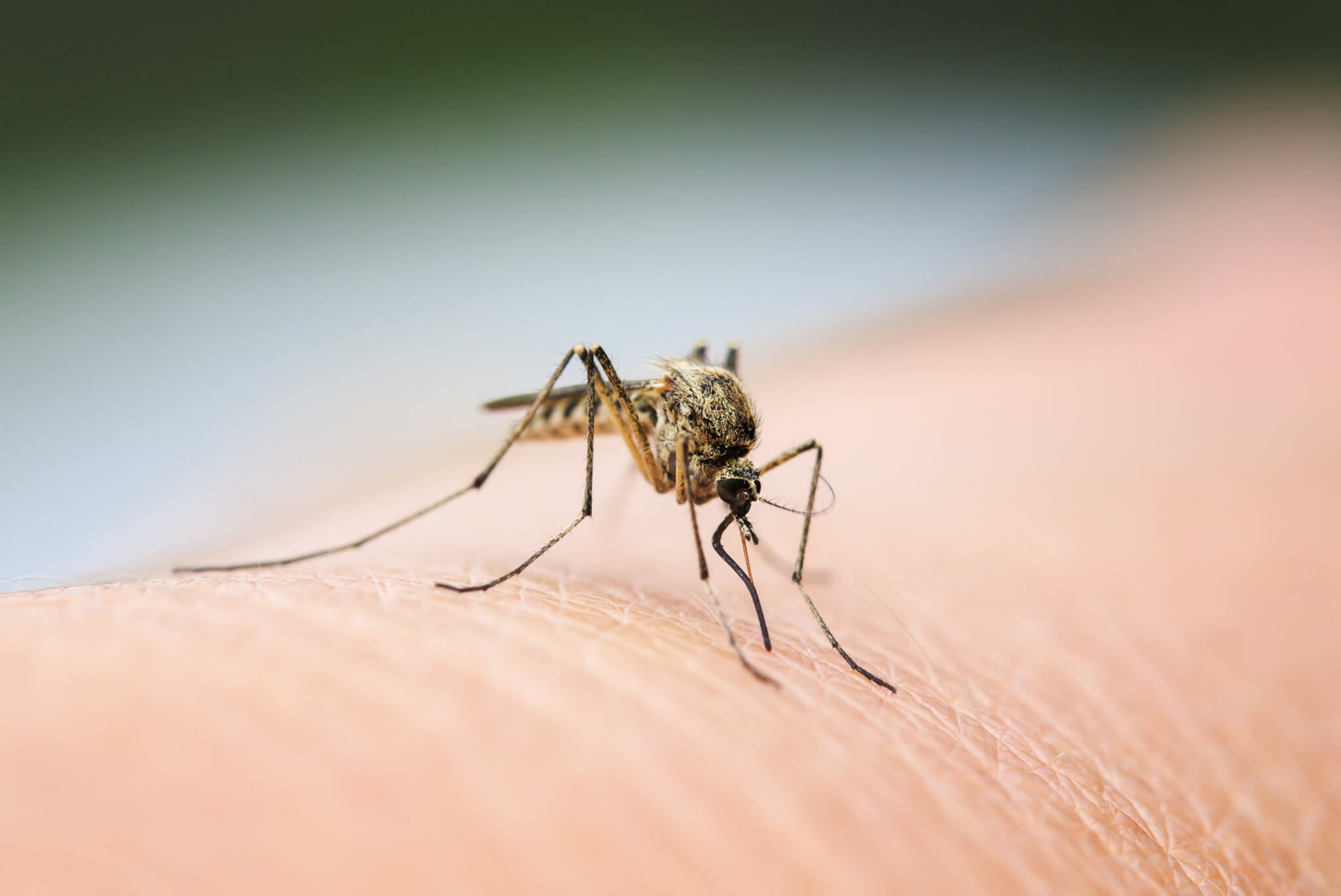 Mosquitoes in winter? Scientists say pests will be a yearlong problem