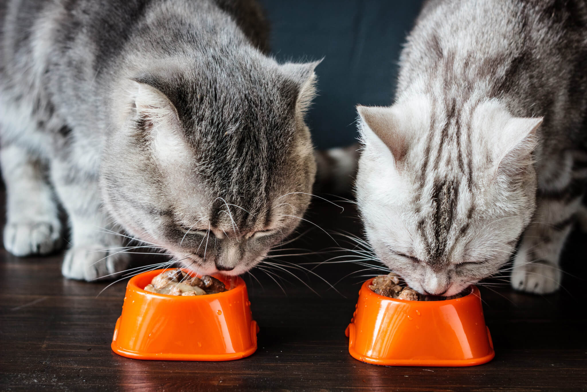 Best Wet Cat Foods For 2023 Top 5 Feline Feasts Most
