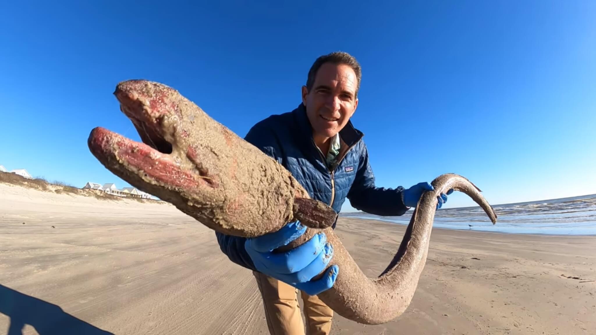 That's a lot of sushi! Giant 4foot eel washes up on Texas beach