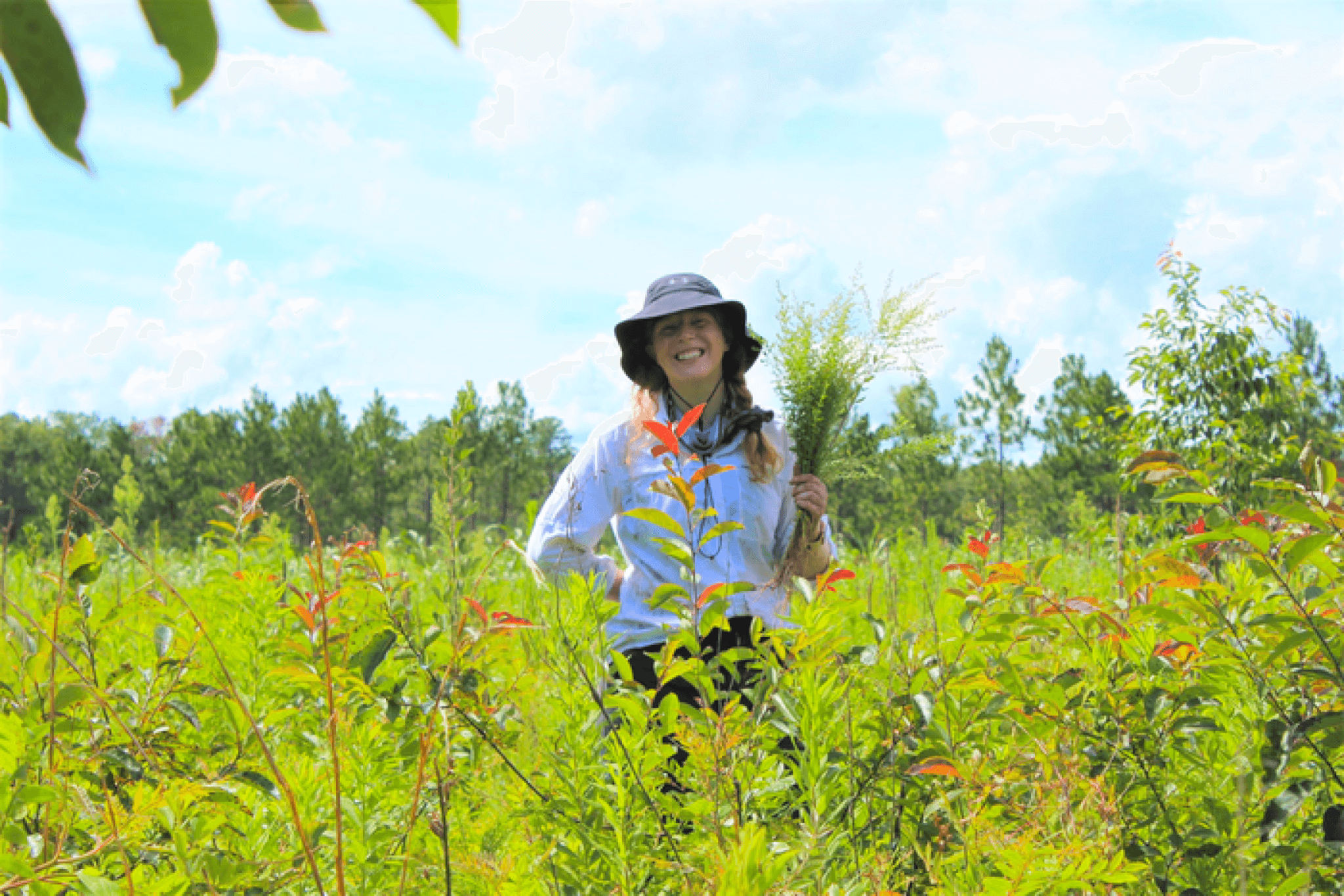 2 wild plant extracts block COVID19 infections, study reveals