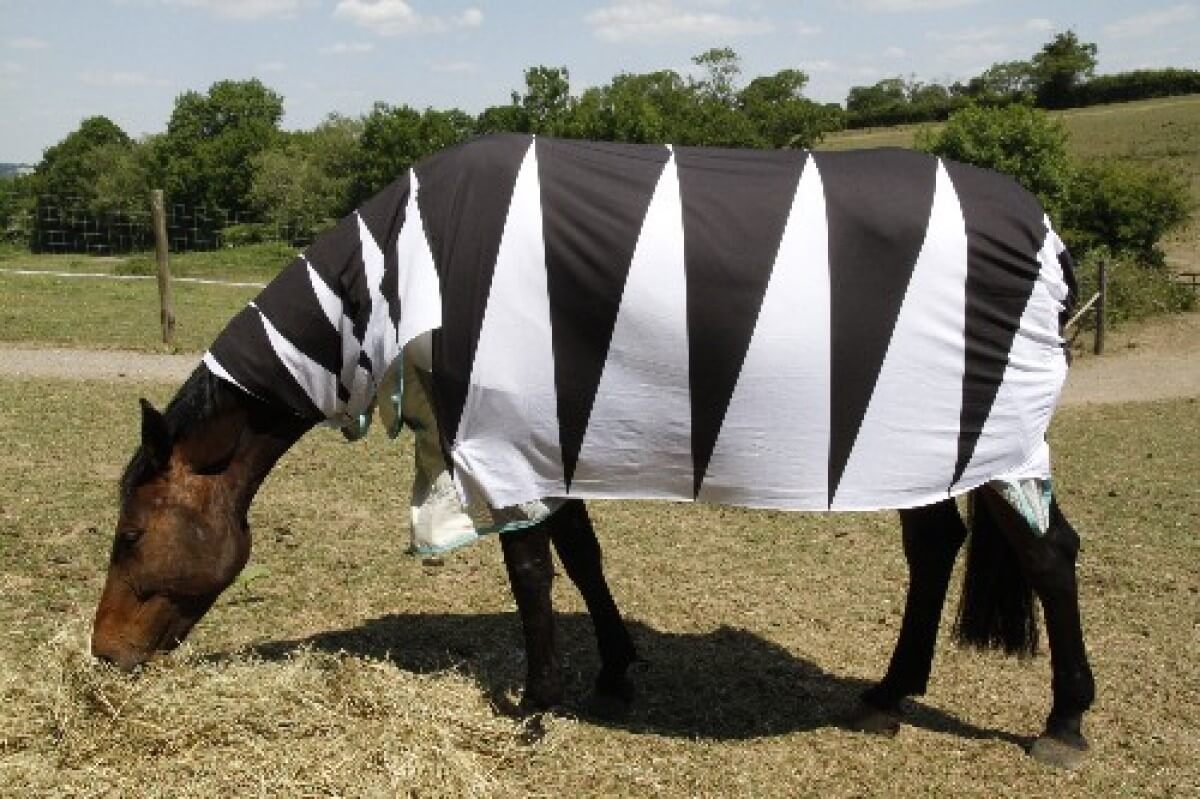 Why do zebras have stripes? To keep the horseflies away