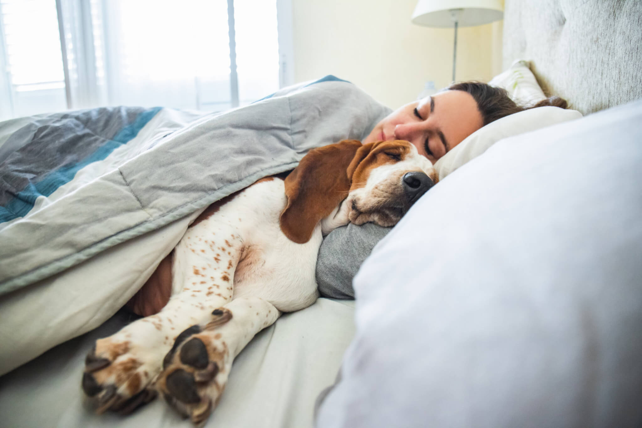 Dog Sleeping In Bed
