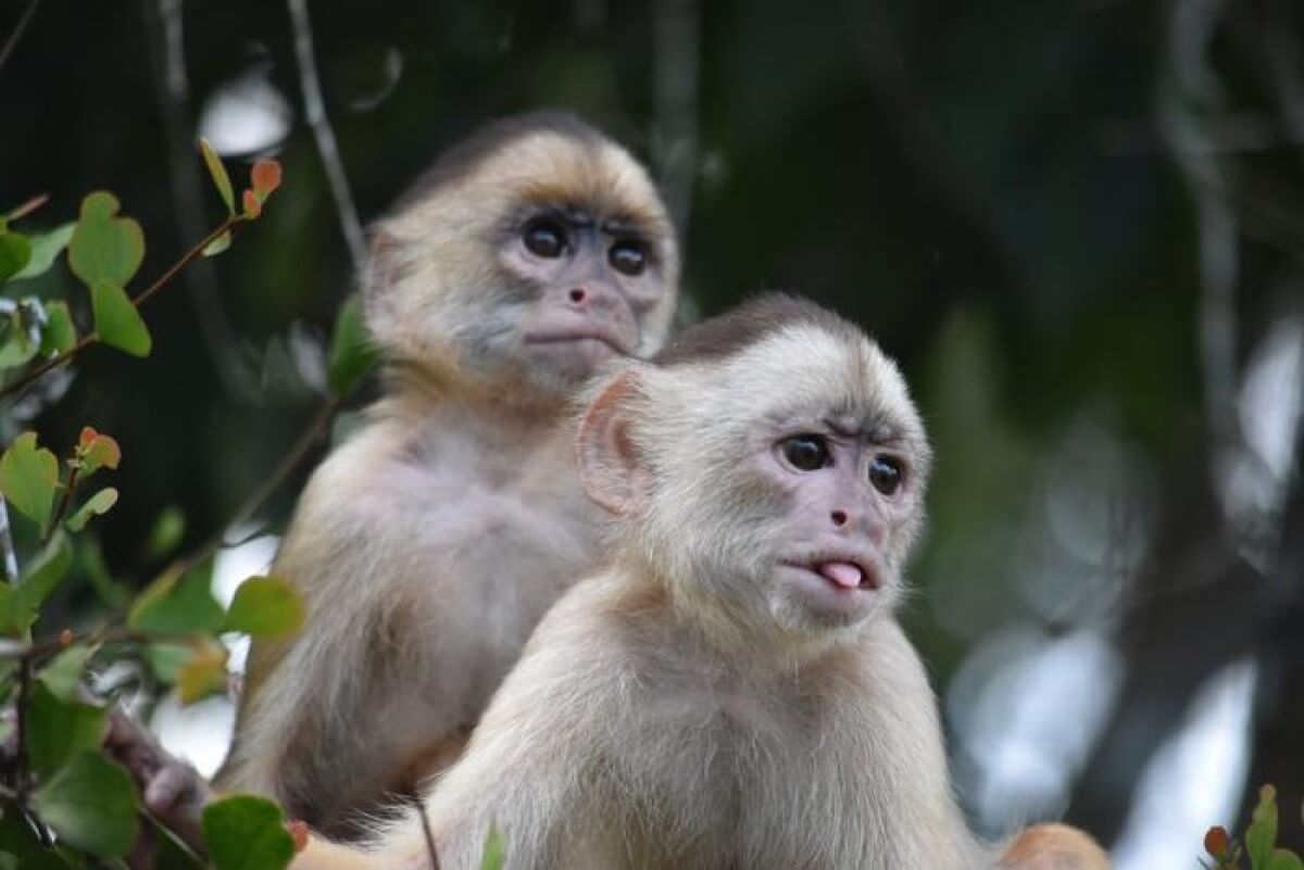 Primate DNA helps scientists close in on origin of modern disease mutations