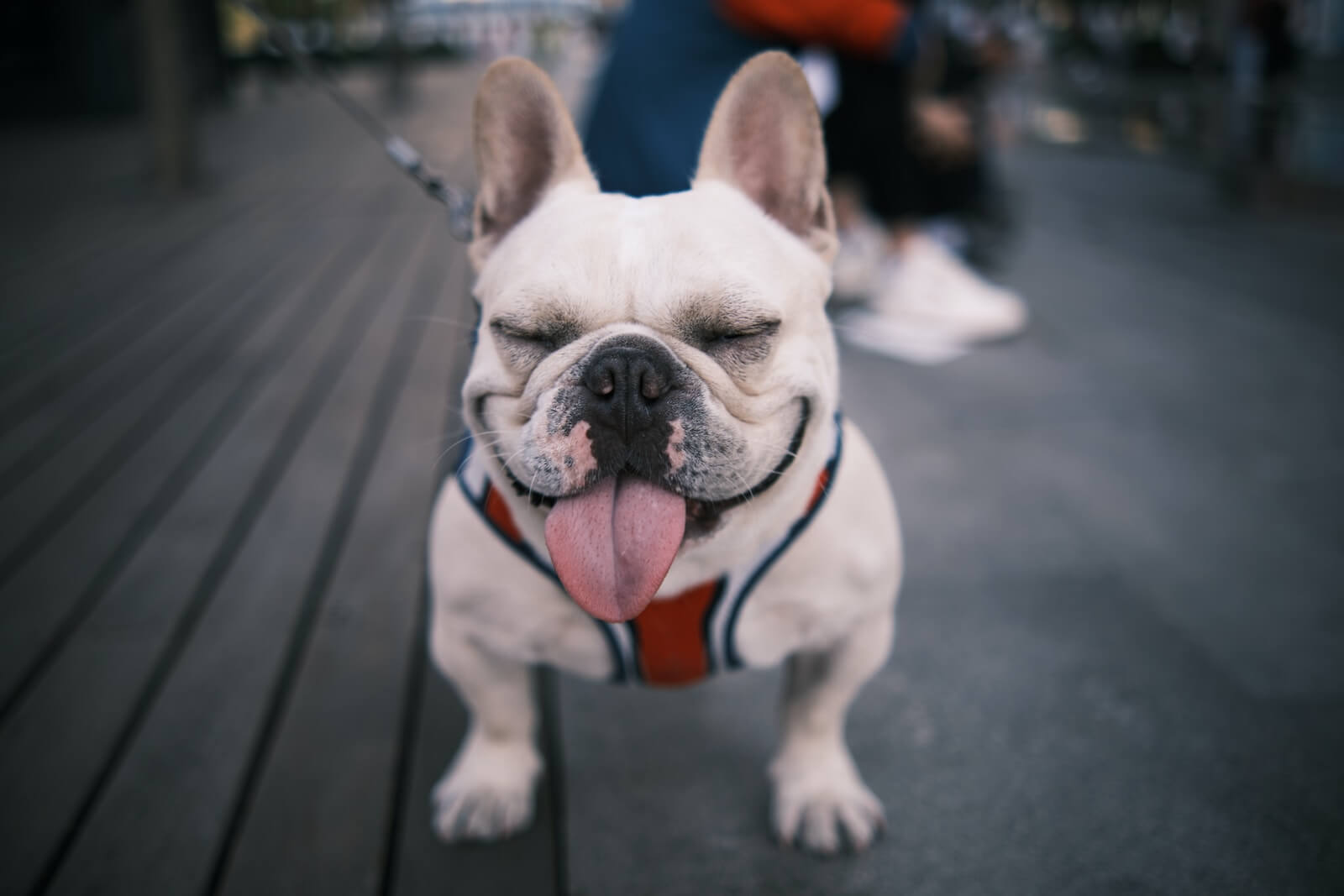 Best Dog Breeds For Busy Owners Top 5 EasyGoing Pups Most