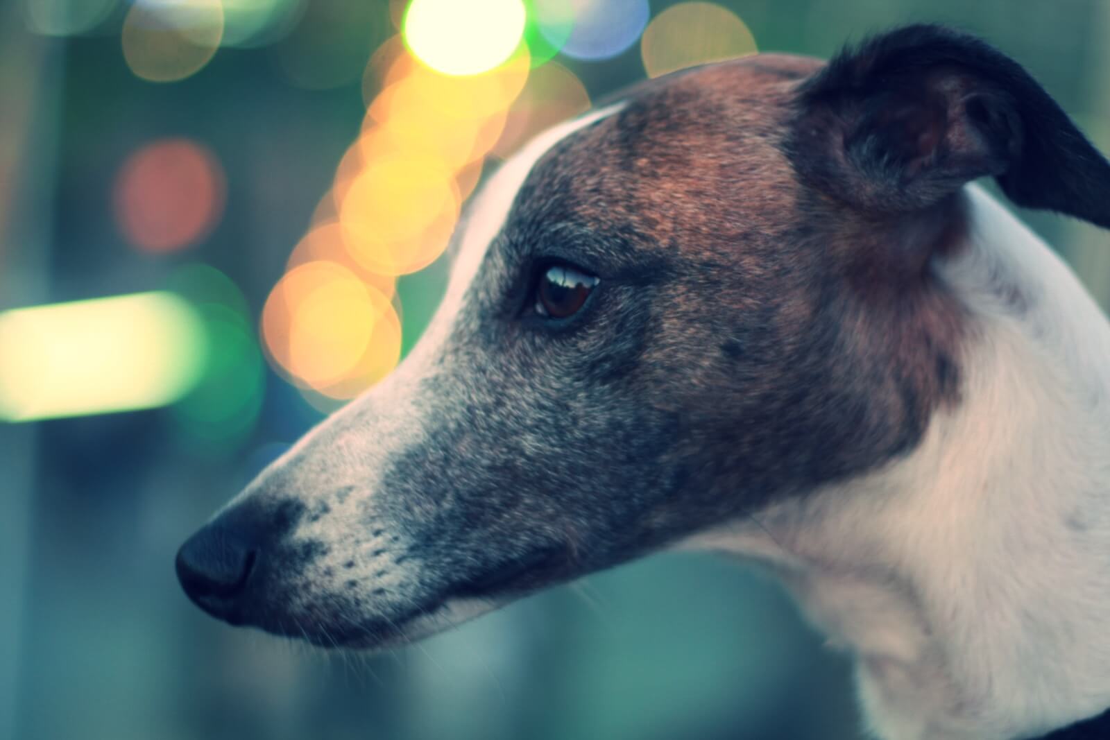 Best Dog Breeds For Busy Owners Top 5 EasyGoing Pups Most