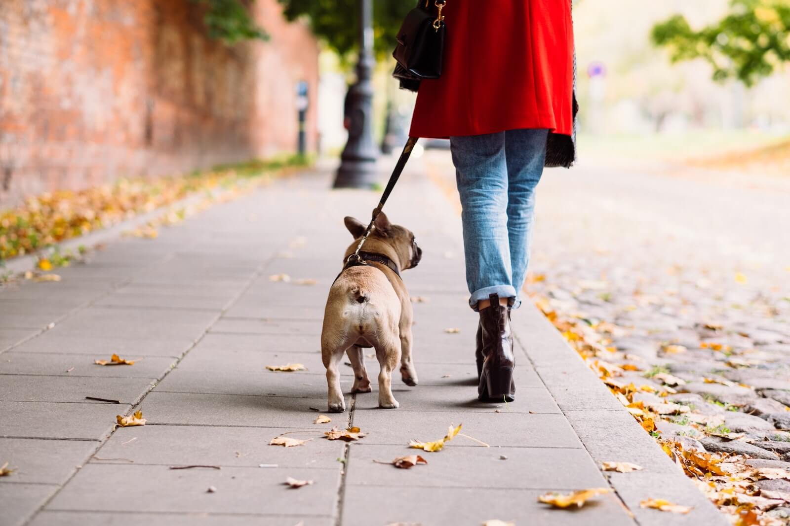 Best Dogs For City Living Top 5 Breeds Most By Experts