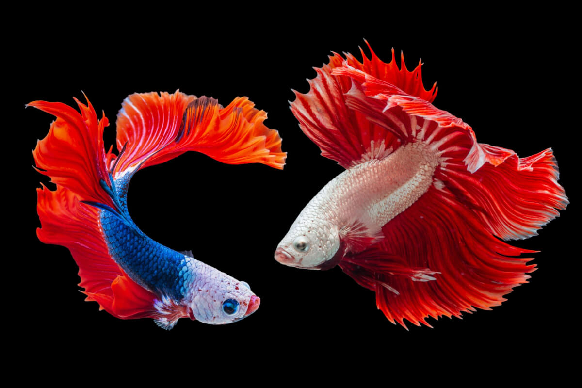 5 Best Pet Fish For Your Aquarium, Ranked