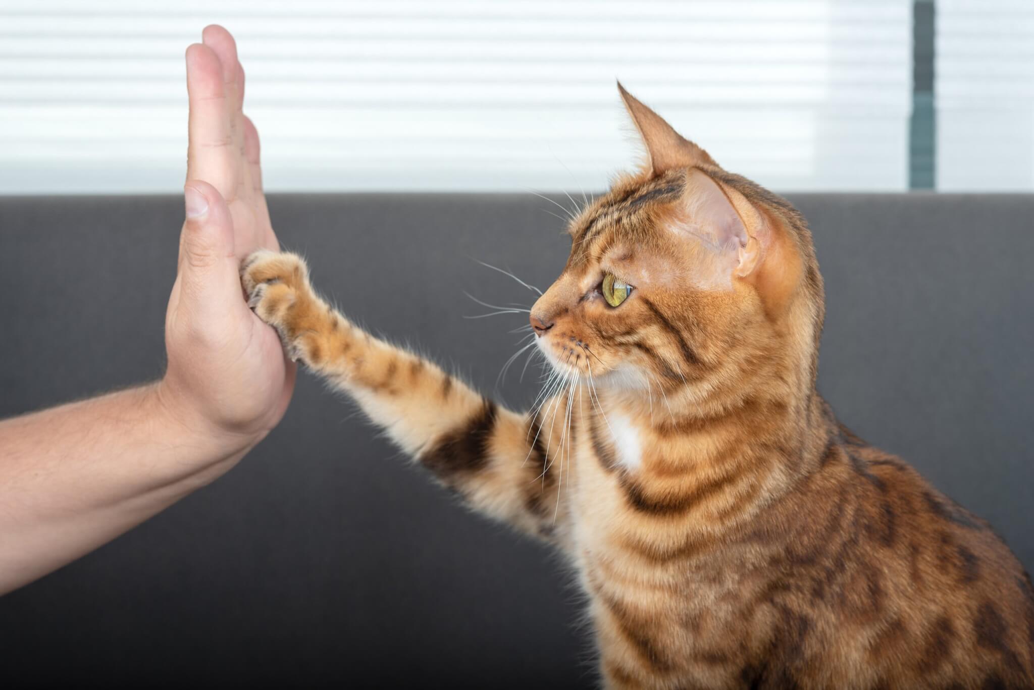 What Are The Most Trainable Cats Top 5 Cooperative Breeds, Per Experts