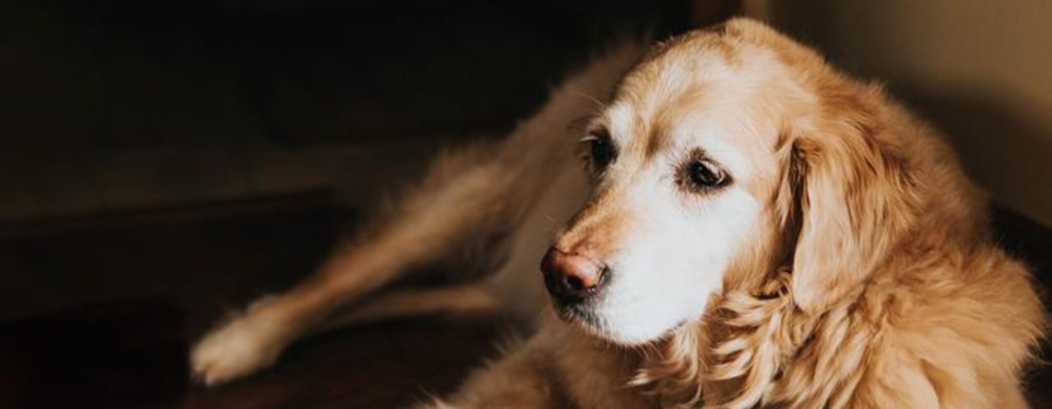 Alarming study reveals potential connection between spaying or