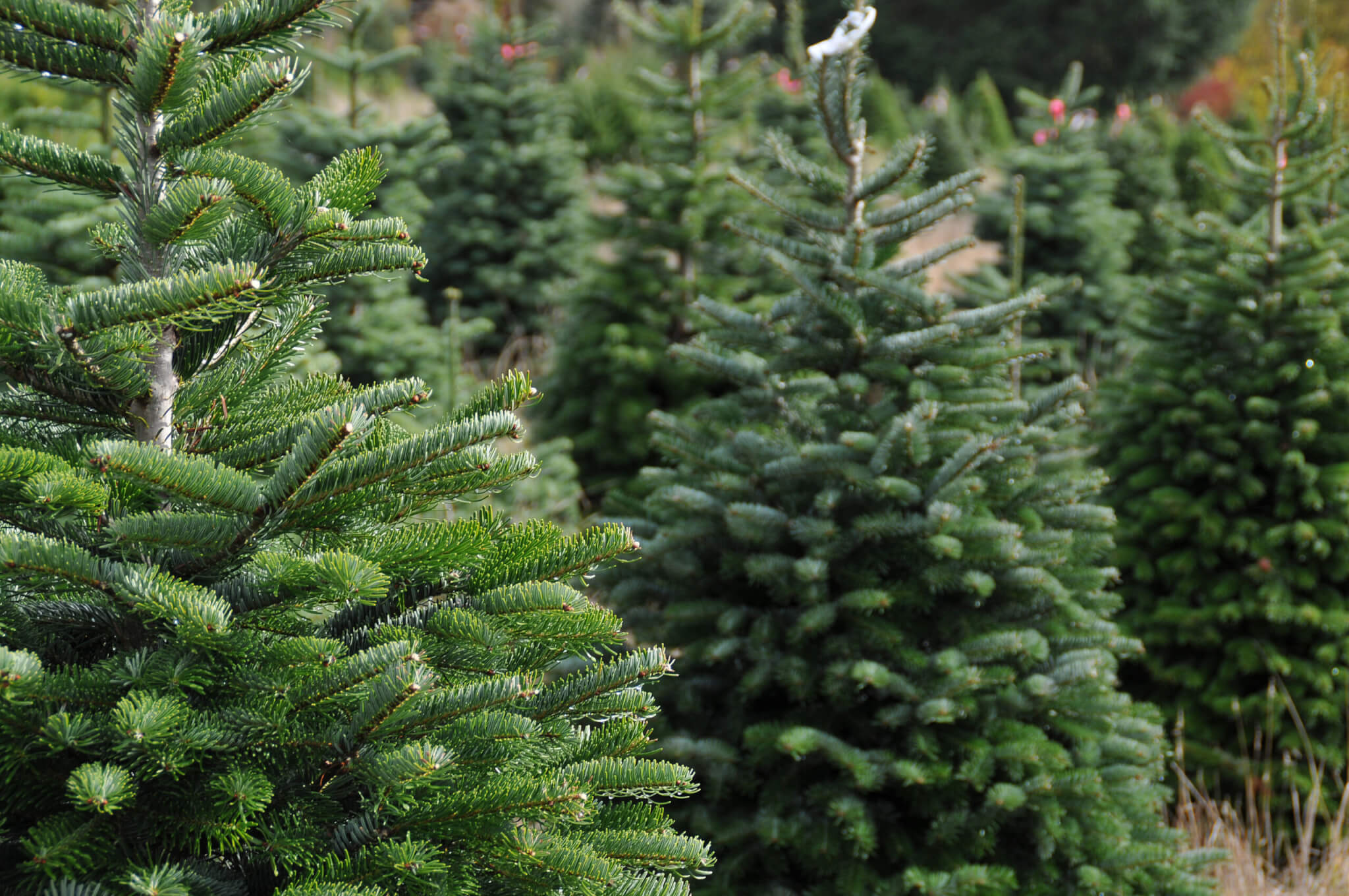 Why are Christmas trees so expensive? The economics of the U.S. holiday