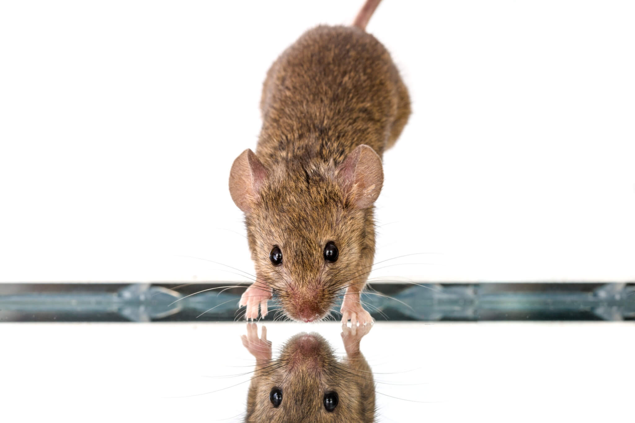 Mice can recognize themselves in the mirror, study proves