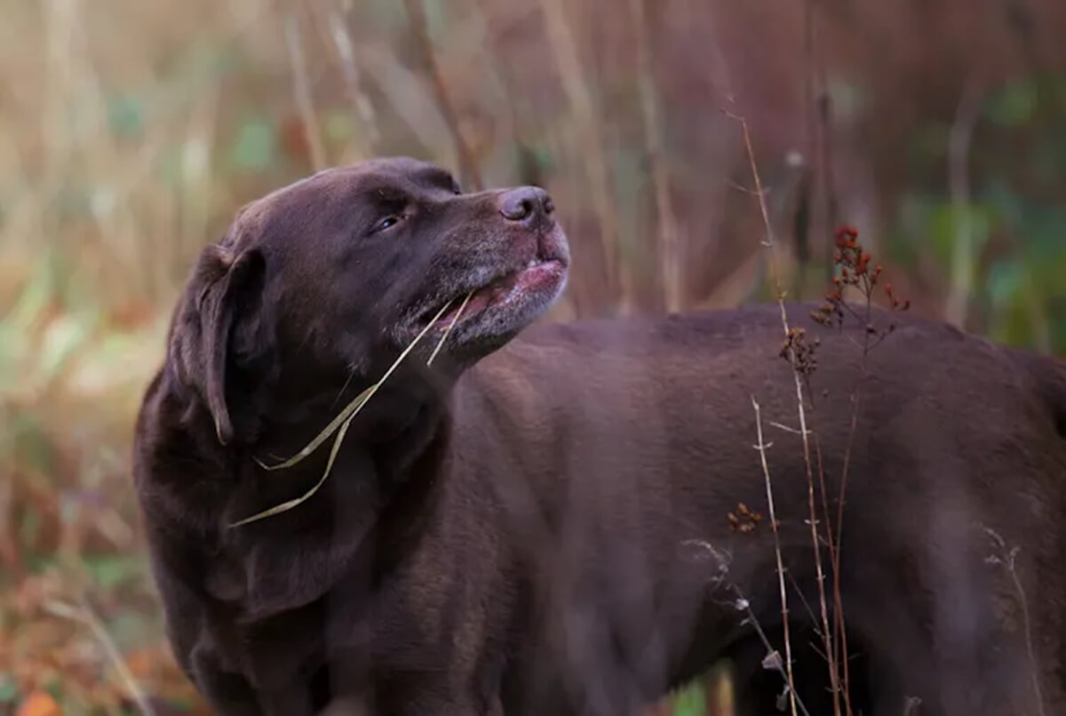Are dogs better or worse off eating a cerealfree diet?