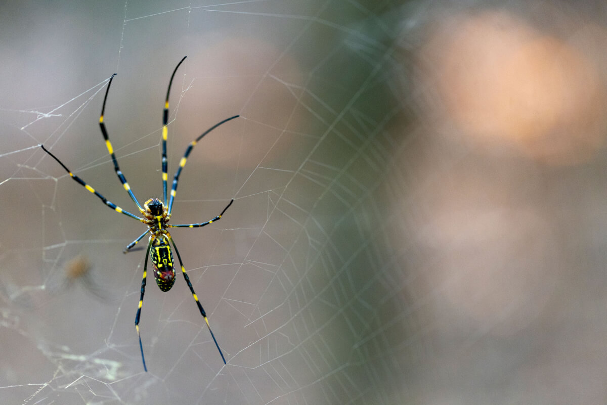 Giant Joro spiders could be flooding into more East Coast cities