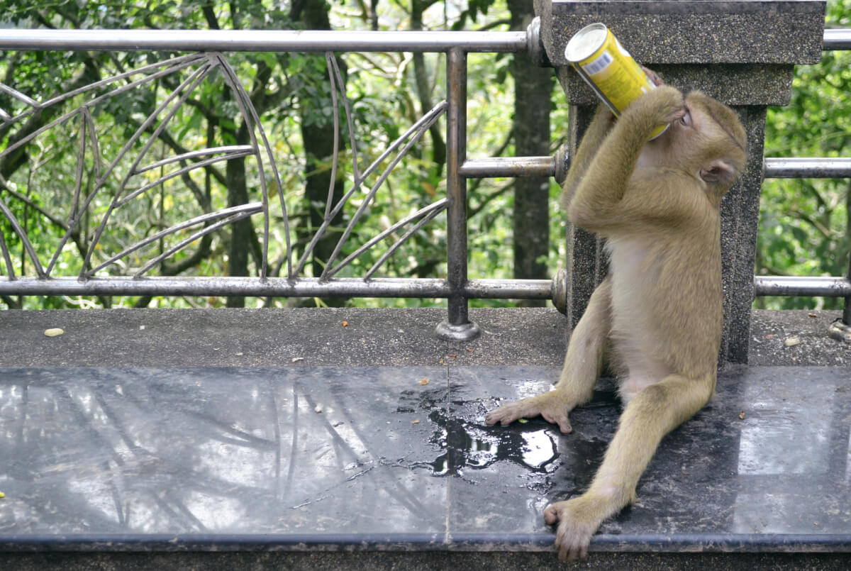 Move over drinkers, animals appear to love alcohol too!