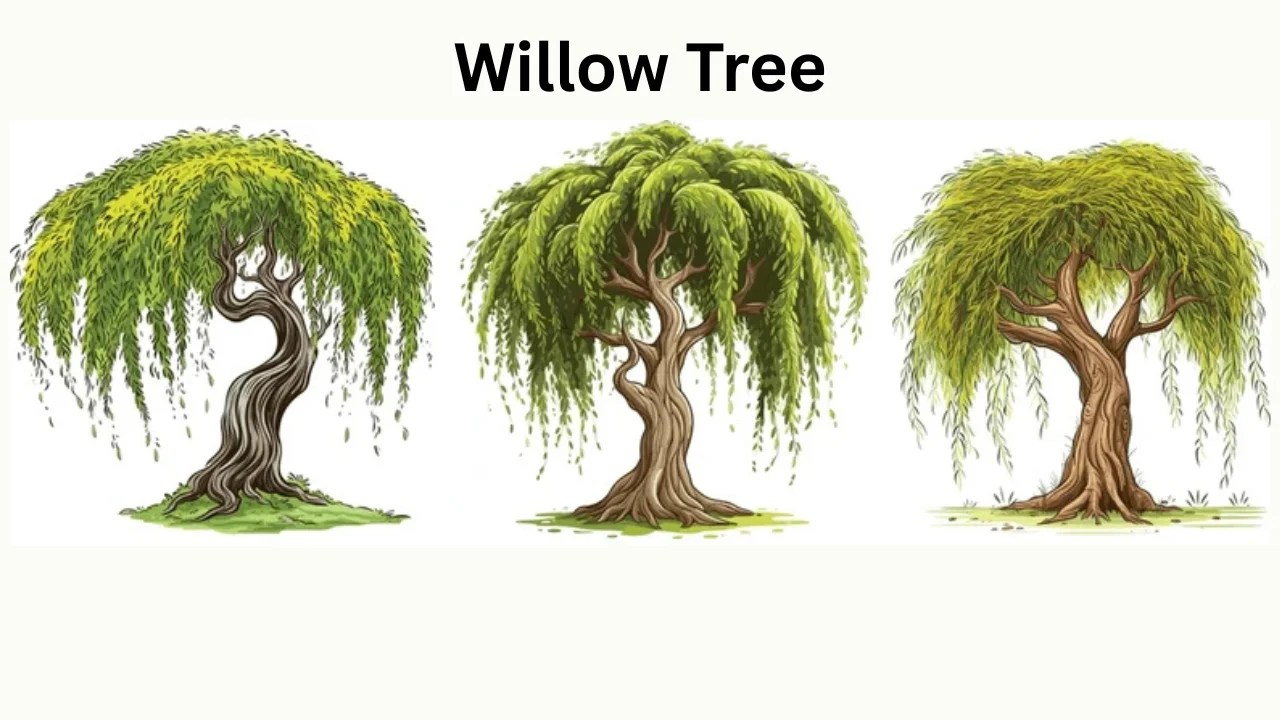Willow Tree History Types And Meaning